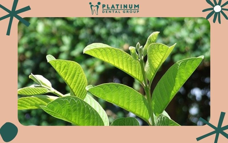 Trị hôi miệng bằng lá ổi rất hiệu quả