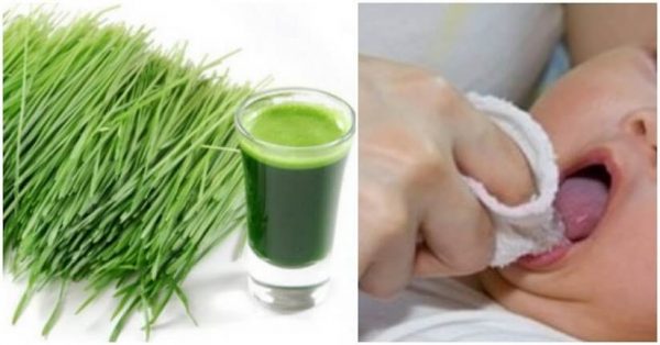 Lá hẹ có tác dụng kích thích mọc răng vô cùng hiệu quả và cực lành tính Lá hẹ có tác dụng kích thích mọc răng vô cùng hiệu quả và cực lành tính