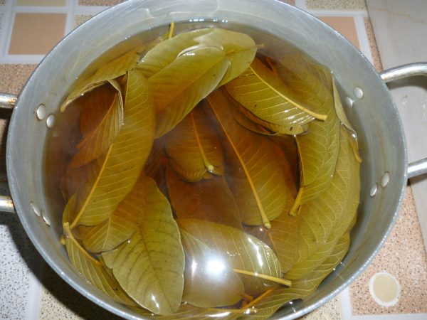 Nước lá ổi cực kì đơn giản để thực hiện tại nhà, có tính kháng khuẩn phù hợp để dùng khi bị sâu răng Nước lá ổi cực kì đơn giản để thực hiện tại nhà, có tính kháng khuẩn phù hợp để dùng khi bị sâu răng