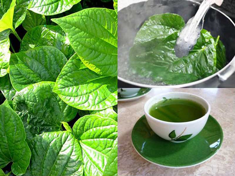 Nước lá lốt có thể dùng để súc miệng nhiều lần trong ngày, thích hợp cho các bệnh nhân sâu răng, giảm đau nhức răng) Nước lá lốt có thể dùng để súc miệng nhiều lần trong ngày, thích hợp cho các bệnh nhân sâu răng, giảm đau nhức răng)