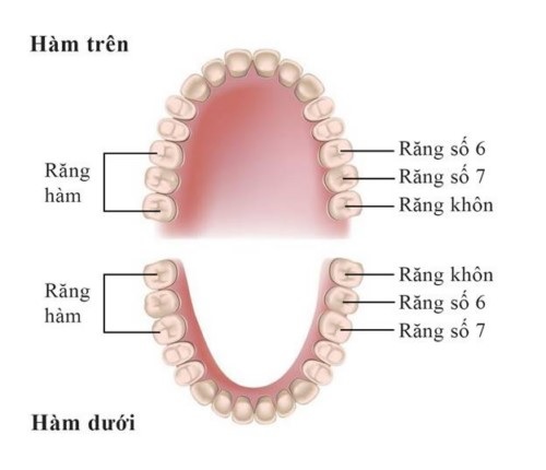 Hàm răng của con người có tổng cộng 32 cái răng thực hiện các chức năng chính là ăn nhai,phát âm và thẩm mỹ Hàm răng của con người có tổng cộng 32 cái răng thực hiện các chức năng chính là ăn nhai,phát âm và thẩm mỹ