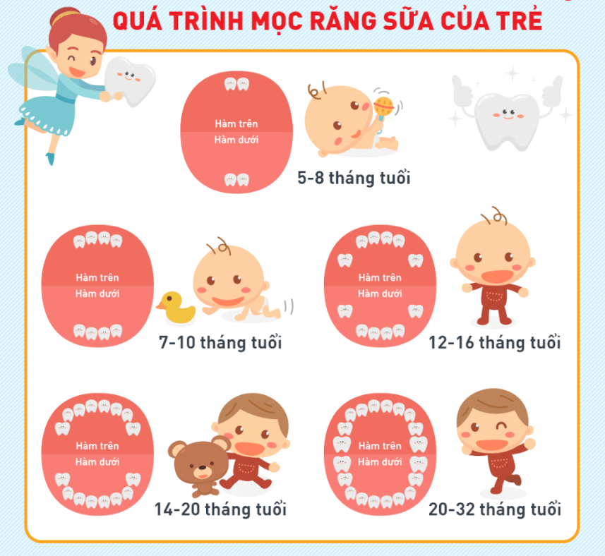 răng sữa là gì